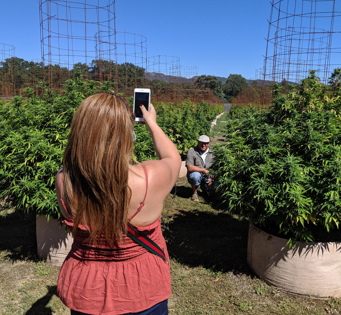 A couple on a Mendocino cannabis tour gets up close with flowering cannabis plants. Witnessing the peak of the growing season on