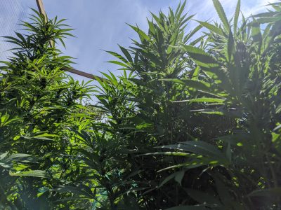 Blue Dream weed plants