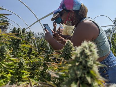 cannasseurs taking pics of weed on one of the pot farms in California's Emerald Triangle