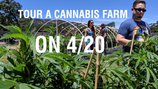 Guests explore cannabis farm