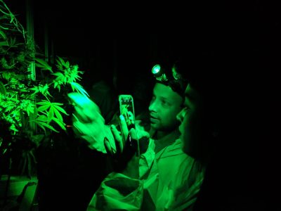 a couple taking pics of budding cannabis plants by green light