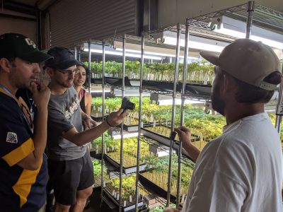 One of the cannasseur weed farmers of The Emerald Triangle showing clones to tourists