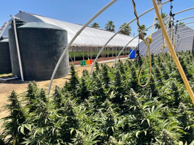 One of the pot farms in California's Emerald Triangle