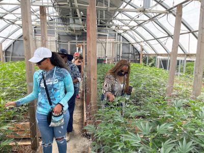 Weed tourists explore a greenhouse on a cannabis farm tour of Mendocino farms