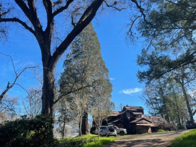 Giant Redwood tree dwarfs house on weed farm